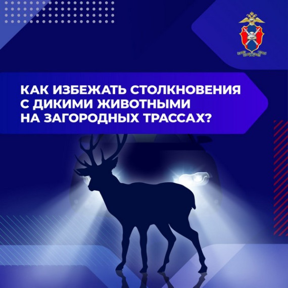 Как избежать столкновения с дикими животными на загородных трассах. Как избежать столкновения с дикими животными на загородных трассах.